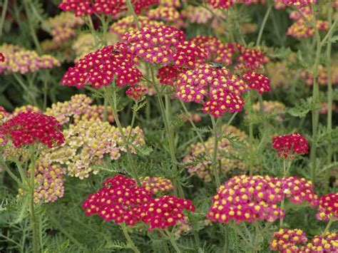 Yarrow Magic: Grow Achillea Millefolium in Your Garden