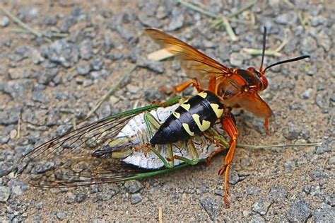 If you see a cicada killer wasp in Michigan, don’t panic: Here’s why