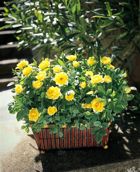 Sunny Knockout Rose For Sale | The Tree Center™