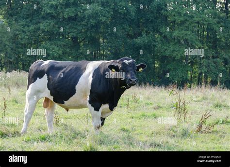 Black pied dairy cattle, bull Stock Photo - Alamy