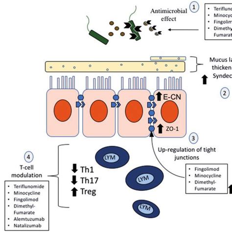 An altered intestinal barrier leads to immune changes in the gut and... | Download Scientific ...