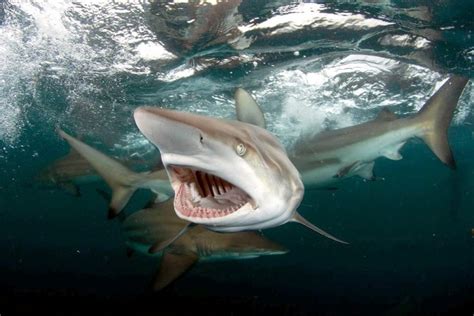 Blacktip Reef Shark – "OCEAN TREASURES" Memorial Library