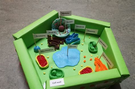 DIY: Plant Cell Model Project - AMERZING