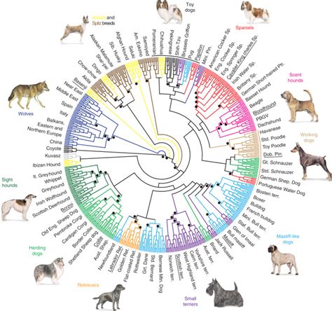 Which Dog Breed Is Closest To Wolves