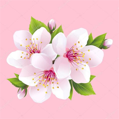 Branche de sakura à fleurs blanches - cerisier japonais image ...