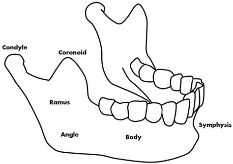 Symphysis Mandibular