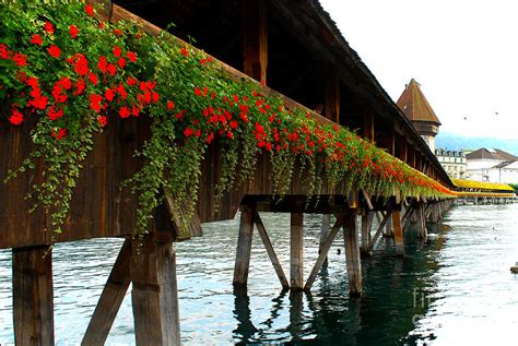 Flowers On A Bridge Digital Art by Pravine Chester