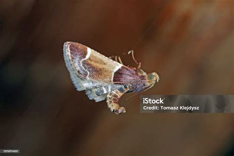 The Meal Moth A Cosmopolitan Moth Of The Family Pyralidae Its Larvae Caterpillars Are Pests Of ...