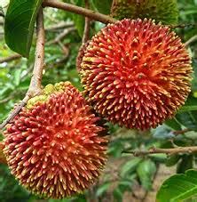 Pulasan Fruit Tree Plant all Bangladesh Home Delivery.