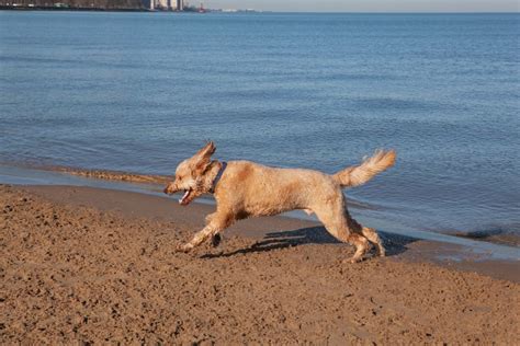 The Top Dog Beach in Chicago - Great Pet Living