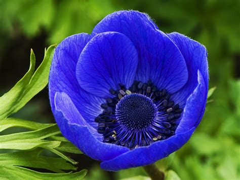 Blue poppy wallpaper | 1600x1200 | #29527