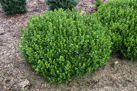 Sprinter Boxwood (Buxus microphylla 'Bulthouse') in Columbia Jefferson ...