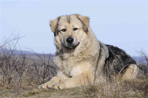 10 Mountain Dog Breeds That Can Endure Tough Terrain