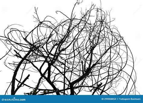 Leafless Tree Isolated on White Background Stock Photo - Image of ...