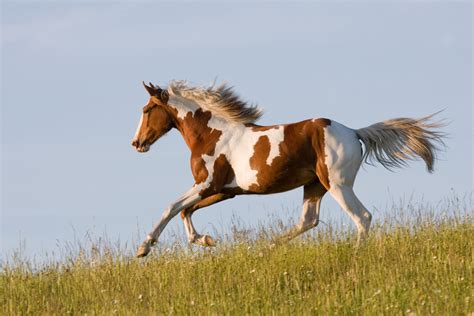 American horse breeds and where to see them in the wild