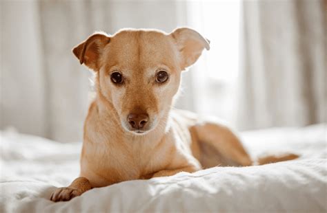 Chihuahua Terrier Mix - Breed Guide & Top Facts - Animal Corner