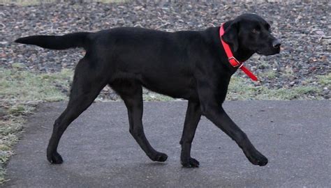 88+ Labrador Retriever Black Female - l2sanpiero