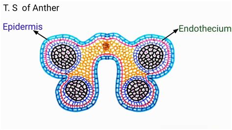 Structure of Anther - YouTube