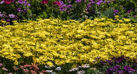 Yellow Daisies Free Stock Photo - Public Domain Pictures