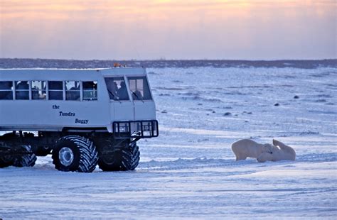 Polar Bear Tours | Polar Bears of Churchill | Nature Tours | Manitoba