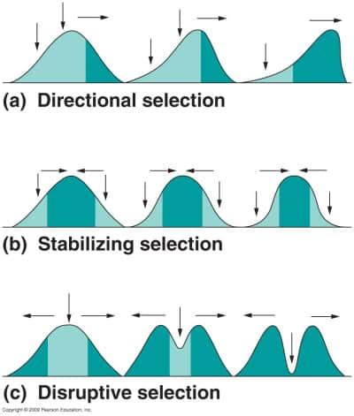 Natural Selection Diagram