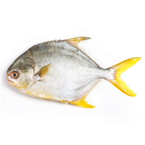 Shop Golden Pomfret Fish Online | London Grocery