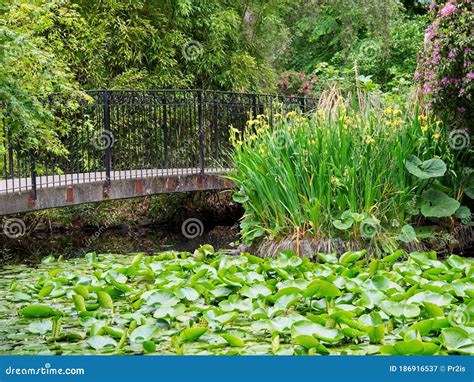 Pond Covered with Water Lily Pods Stock Image - Image of home, lotus: 186916537