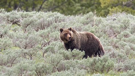 Grizzly Bears - Yellowstone National Park (U.S. National Park Service)