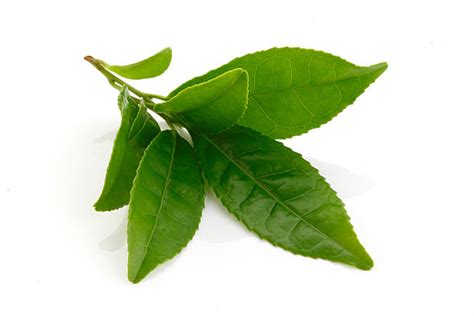 Green Tea Leaves Stock Photos, Pictures & Royalty-Free Images - iStock