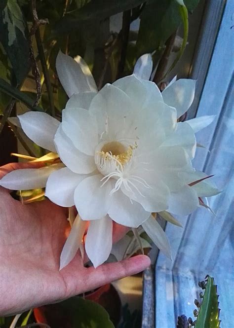 Selenicereus Grandiflorus | Dragon fruit tree, Fragrant flowers, Cactus ...