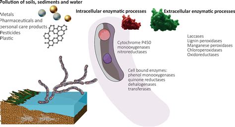 Frontiers | Role of fungi in bioremediation of emerging pollutants