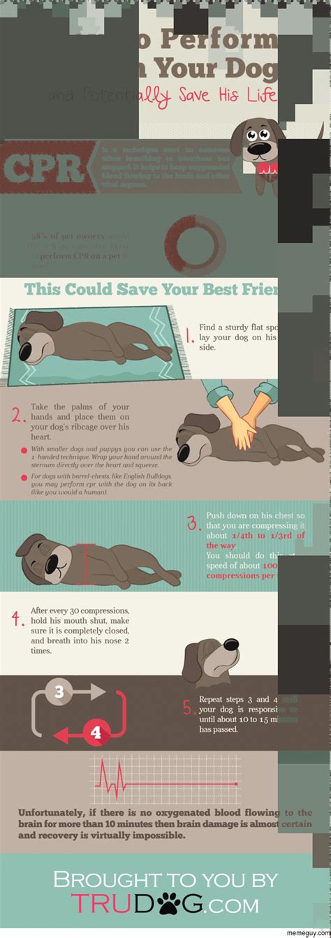 How to Perform CPR on Your Dog - Meme Guy