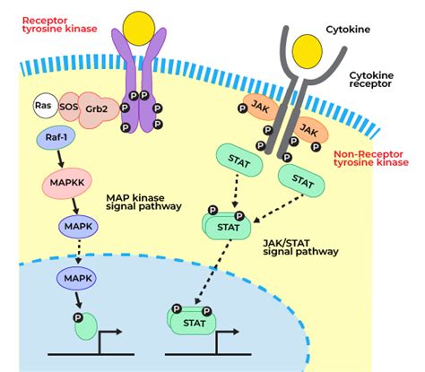 Non Receptor Tyrosine Kinase Mediated Cell Signaling