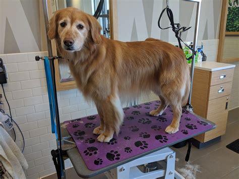 Golden retriever Grooming | Golden retriever grooming, Golden retriever ...