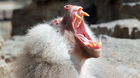 Angry alpha male baboon | This angry male baboon shows off h… | Flickr