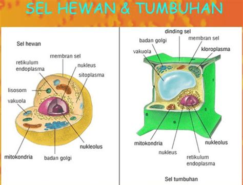 Bagian Bagian Sel Hewan Dan Tumbuhan Beserta Fungsinya Coretan Terbaik ...