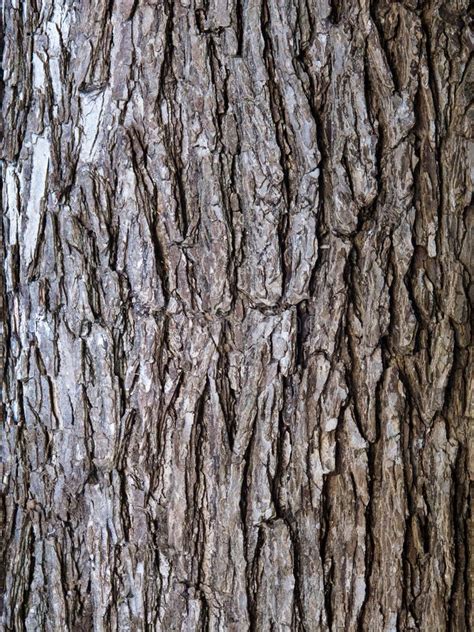 Elm Tree Bark stock photo. Image of wild, growth, beetle - 36960060