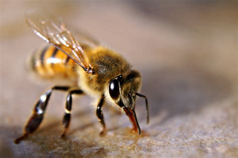 European honey bee (GTM Research Reserve Bee Guide) · iNaturalist