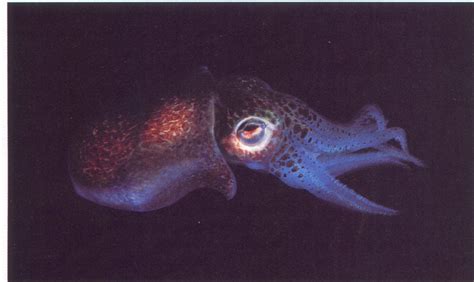 The Hawaiian Bobtail Squid has luminescent eyes powered by light organs ...