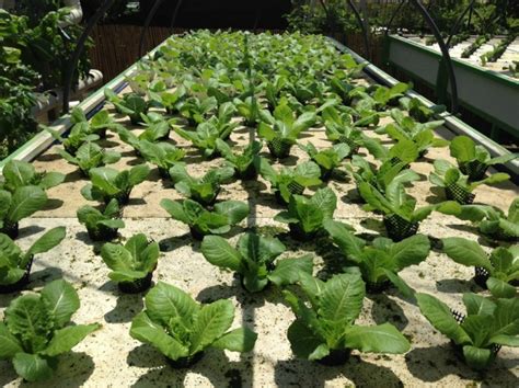 Trends in urban living and rooftop farming in India - Industry Global News24