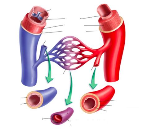 Vein, Artery, Capillary - diagram Diagram | Quizlet