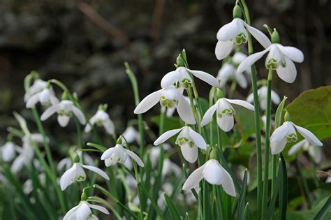 How to Grow Snowdrops - gardenersworld.com