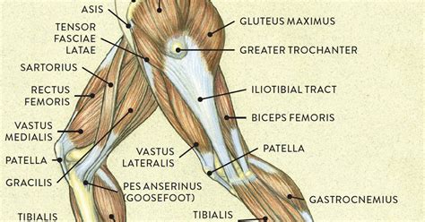 A List Of All The Muscle Names In The Legs - Leg Muscle Anatomy Function Facts Openfit