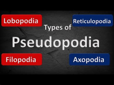 What Is Pseudopodia | Structure | Types of Pseudopodia | Pseudopodia in amoeba #shorts#biology ...