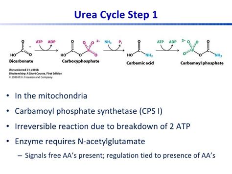 Steps Of Urea Cycle