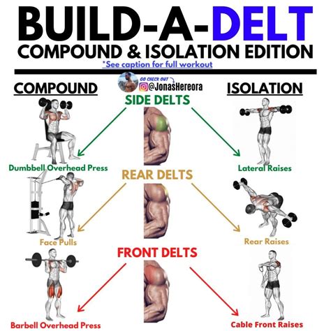 Deltoid Muscle Exercises