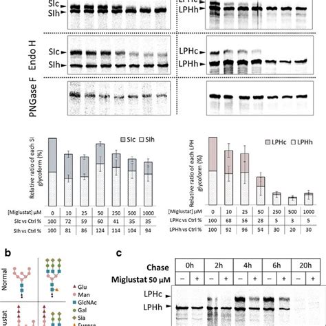 Miglustat effects on the Nglycosylation of intestinal glycoproteins. a ...