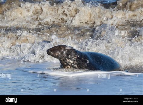 Grey Seals hauled out during the breeding season, North Norfolk beaches Stock Photo - Alamy