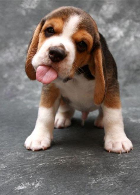 Creative and Unique Beagle Names for Your New Best Friend