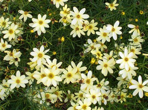 Coreopsis verticillata 'Moonbeam' | Plants Direct – Victoria, BC